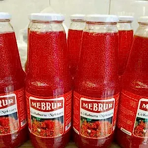 ficus decora burgundy